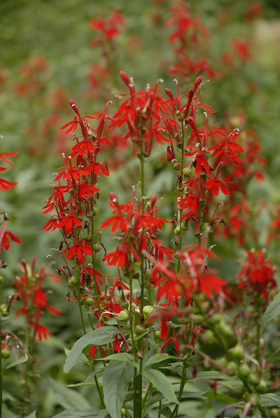 Cardinal flower thrives in areas that stay moist. Hummingbirds love this late-blooming native perennials. Photo courtesy perennial resource.com