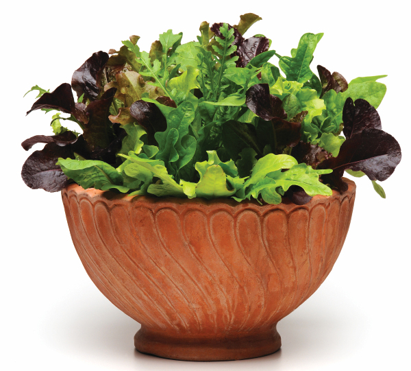 Sow a mix of lettuces in a container for a colorful, edible display. Photo courtesy Ball Horticulture 