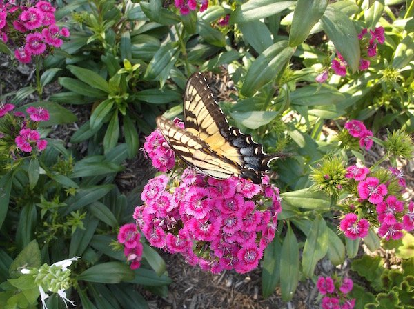 A giant swallowtail gathers nectar on Interspecific Jolt Pink dianthus in the All-America Selections Demonstration Garden at the Indiana State Fairgrounds. © Jo Ellen Meyers Sharp 