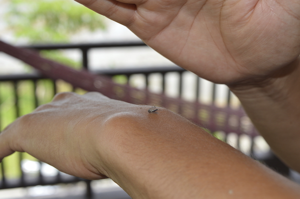 Indianapolis has three times as many  mosquitoes as normal. (C) Benhammad/iStockphoto