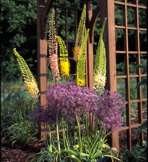 Spring Valley mix foxtail lilies and Allium christophii bridge the season from spring into summer. Photo courtesy brentandbeckysbulbs.com 