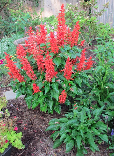 Four Tall Red Salvia annuals were planted about 2 inches apart to give the look of a single plant. © Jo Ellen Meyers Sharp 