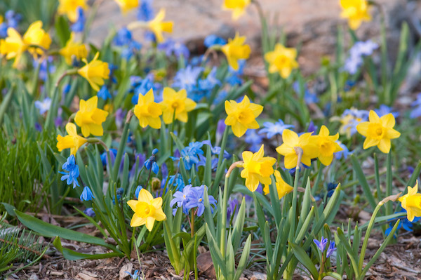 Color Blends mixes miniature daffodils (Narcissus) with blue-blooming squill (Scilla) and glory of the snow (Chionodoxa) to create the perfect for a long-lasting, woodland combo. Photo courtesy colorblends.com 