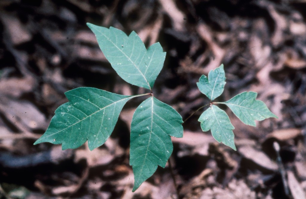Poison ivy. Photo courtesy Bugwood.org