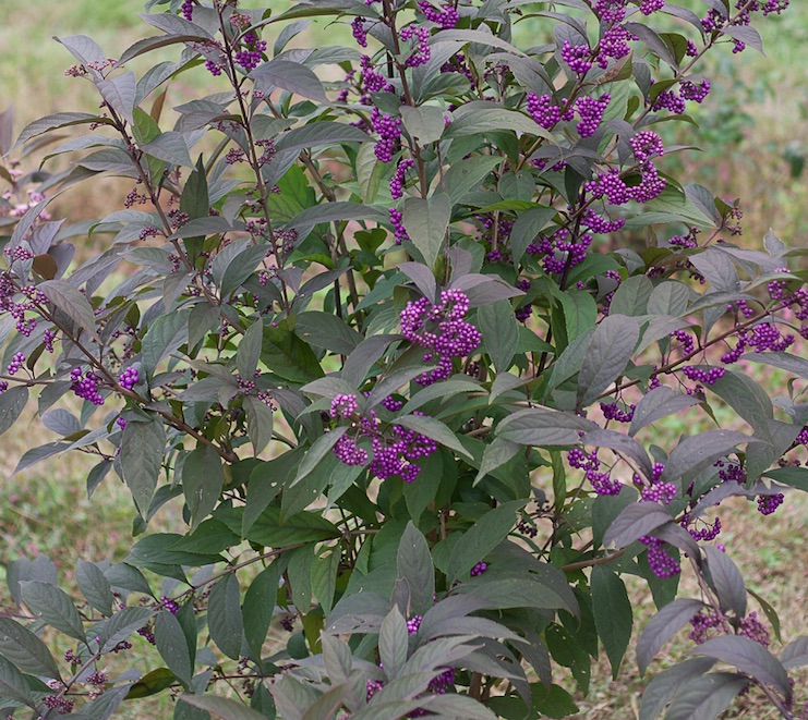Purple Pearls beautyberry. Photo courtesy Proven Winners