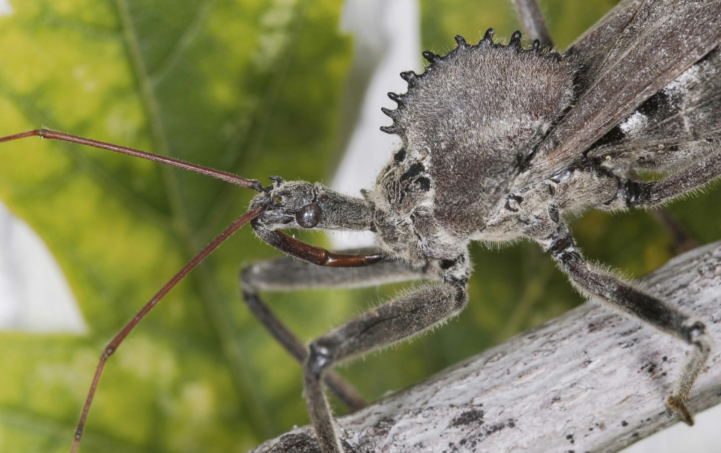 Native wheel bug uses it proboscis to kill prey. (C) Joseph Berger/Bugwood.org
