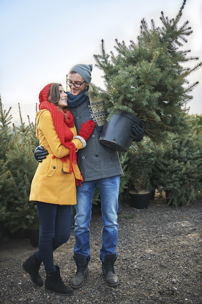 Live Christmas trees can be planted in the landscape to memorialize the holiday and family fun and joy. ©gpointstudio/istockphoto.com 