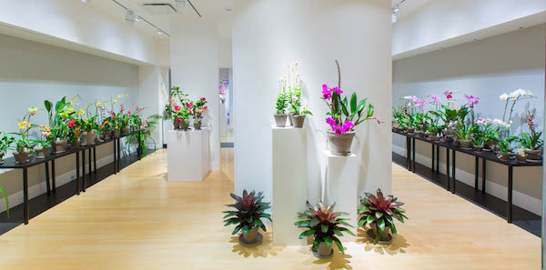 Color Me Orchid exhibit runs through March 13 at the Indianapolis Museum of Art. Photo courtesy Indianapolis Museum of Art