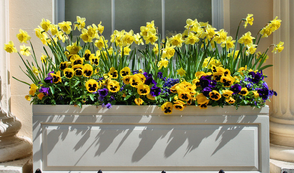 Yellow daffodils and blue pansies celebrate Indiana's bicentennial. © Jahina_photos/dollarphotoclub.com