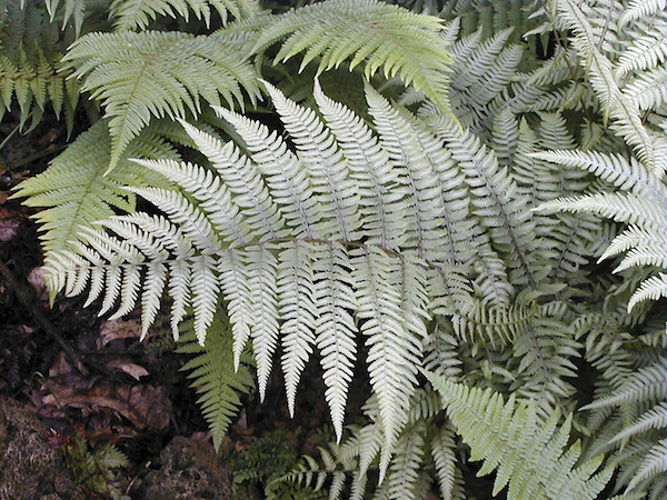 ‘Branford Beauty’ fern earned five stars for its performance during plant trials at the Chicago Botanic Garden. Photo courtesy perennialresource.com 
