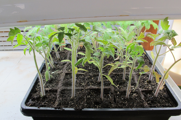 An overhead light ensures tomato and other seedlings will stay squatty and fat. © Carol Michel/maydreamsgardens.com 