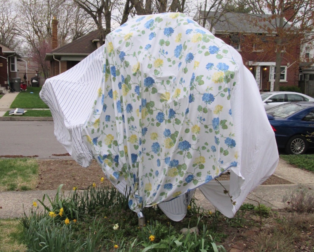 Irvington gardener covered her cherry tree during the recent freezing temps. Photo courtesy Amy Mullen