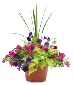 A spike with petunias and sweet potato vine. Photo courtesy Proven Winners