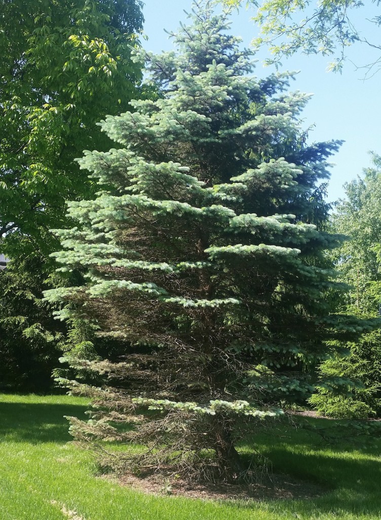 Many disease and insect problems start at the base of Colorado blue spruce and work their way up the tree, which suffers from environmental stresses in the Midwest. Photo courtesy Jud Scott/vineandbranch.net 
