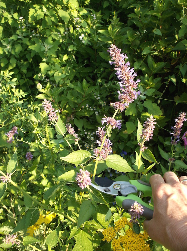 Snip out the spent flower on Agastache and other perennials to encourage the side shoots to develop and bloom. © Jo Ellen Meyers Sharp 