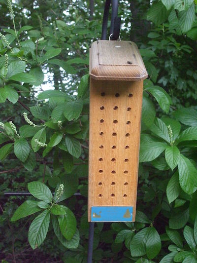 Many gardeners provide housing for mason bees, a native, solitary, stingless bee that specializes in pollinating fruit trees. © Photo Jo Ellen Meyers Sharp 