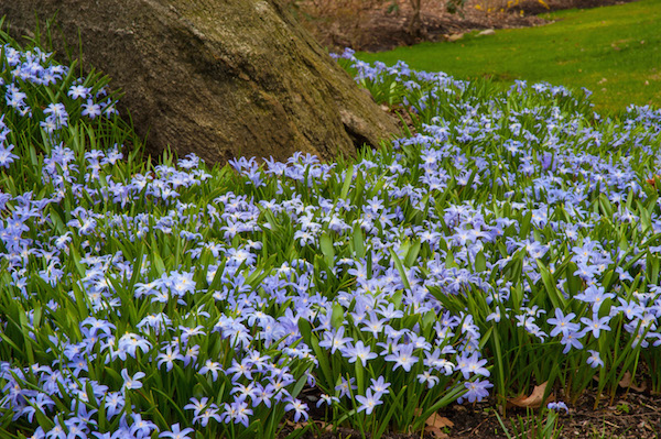 Glory-of-the-Snow (Chionodoxa) is an early bloomer with starry, lavender-blue flowers that shade to white in the center. An excellent naturalizer when planted in soil that drains well, it is suited to growing in garden beds, lawns, woodland areas and rock gardens. Left undisturbed in sun or light shade, Glory-of-the-Snow often self-sows, eventually forming a dense carpet of blooms. They are deer and rodent resistant. Foraging animals generally avoid them. Photo courtesy Colorblends.com 