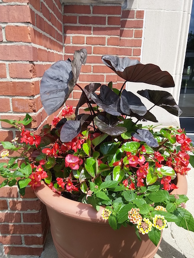 An alternative begonia worked better than expected in a container of Irene lantana and Black Magic colocasia in a Fountain Square garden. Photo courtesy Debra Boyer 