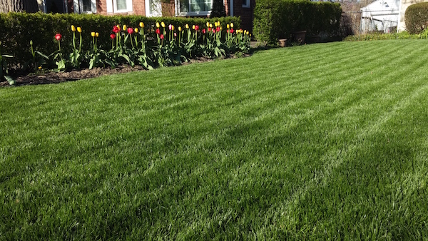 A great lawn starts in fall. Photo courtesy Jonathangreen.com
