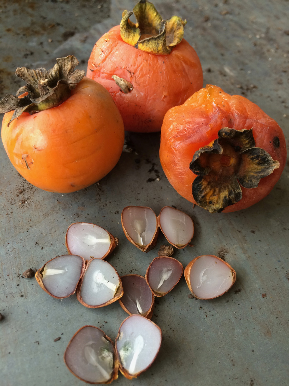 Some people use persimmon seeds to predict the winter. Photo courtesy Chris Wilhoite/soulesgarden.com