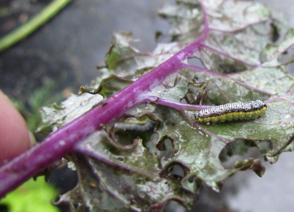 Cross-stripped cabbage worm dines on kale. (C) Jo Ellen Meyers Sharp