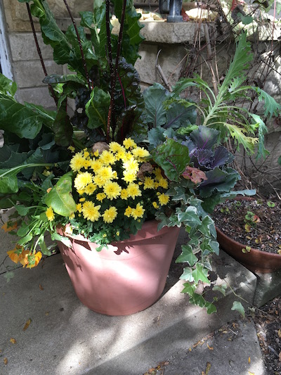 Use mums as a centerpiece in a pot and enjoy them for the seasons. (C) Jo Ellen Meyers Sharp