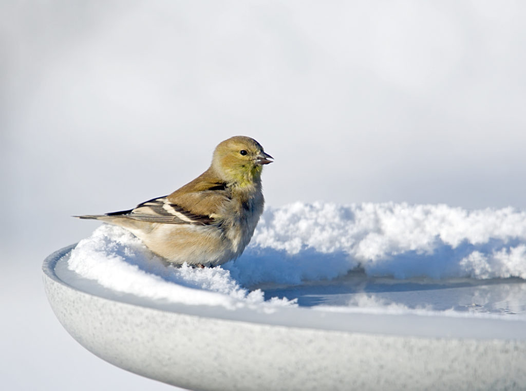 Goldfinches and many other birds appreciate a bird bath even in winter. (C) Al Mueller/Fotolia