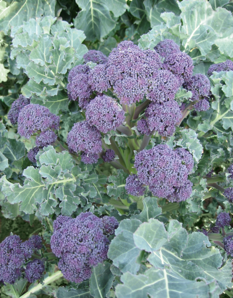 Purple Sprouting Broccoli. Photo courtesy National Garden Bureau/ngb.org 
