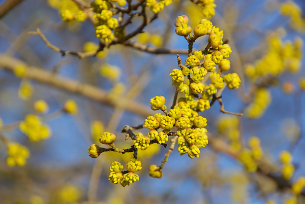 For late winter and early spring beauty, consider ‘Golden Glory’ cornelian cherry. Photo courtesy Monrovia.com 
