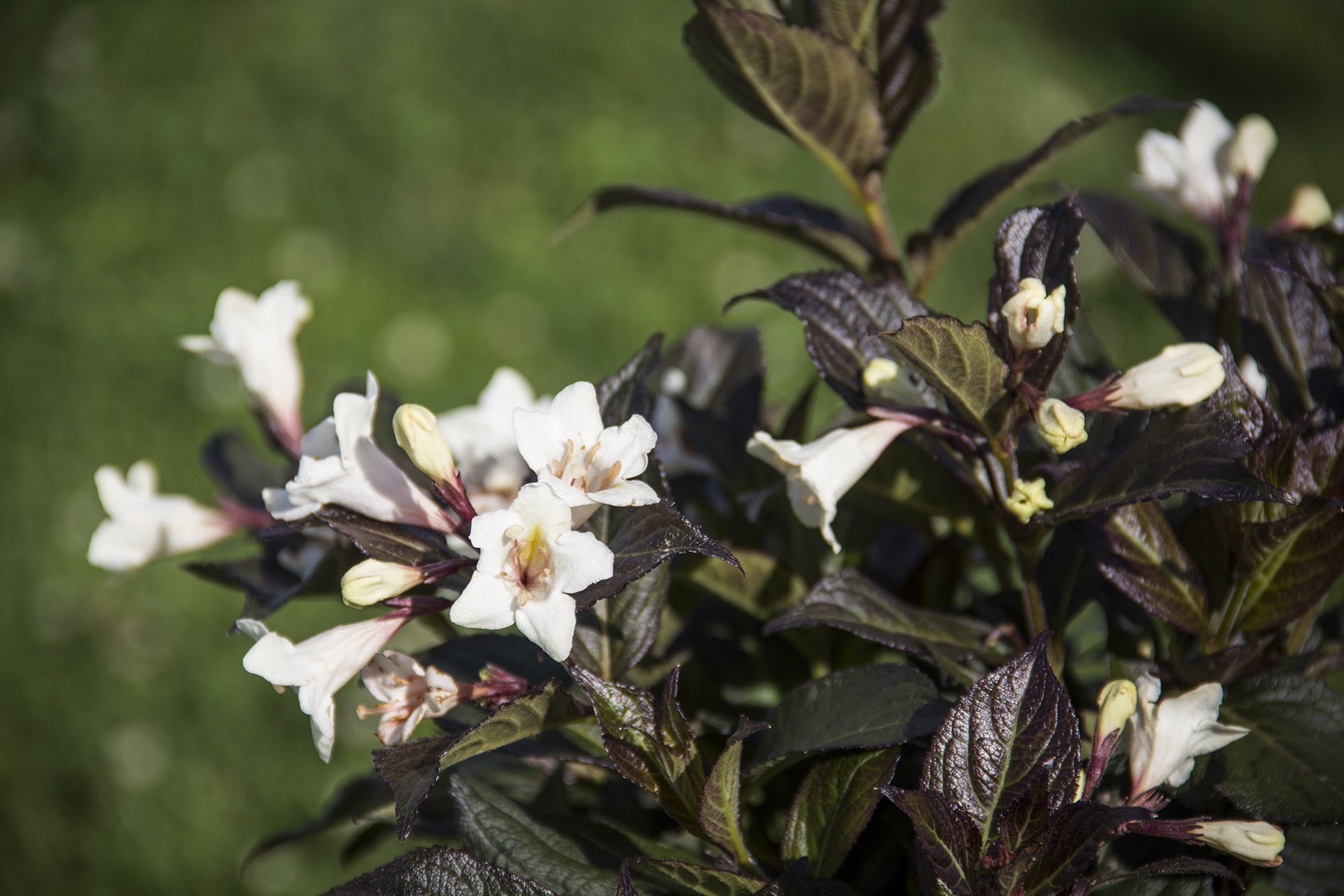 Weigela Is Ready To Bloom And Bloom In Today's Gardens - Hoosier Gardener