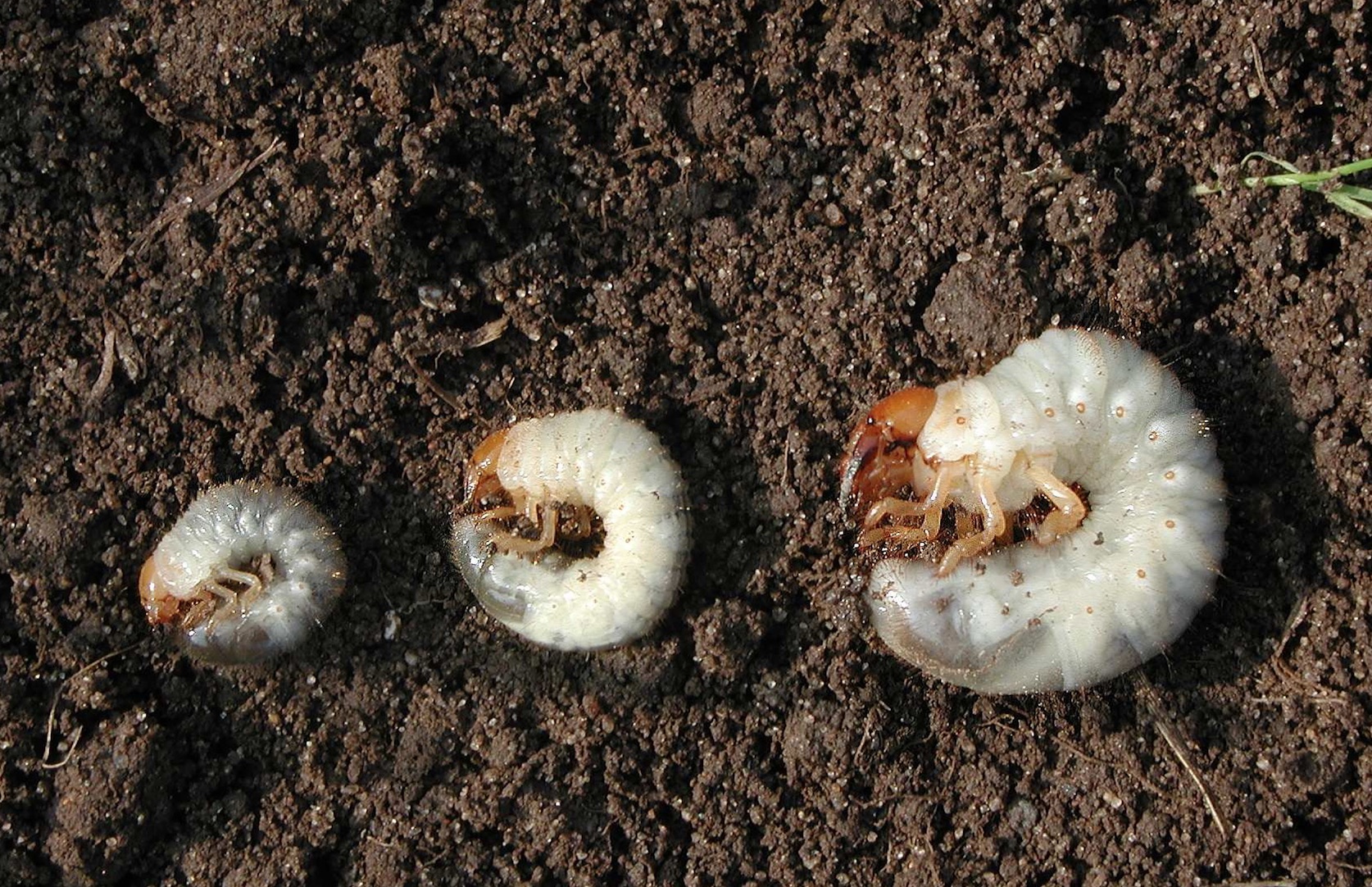 raccoons-dig-grubs-hoosier-gardener