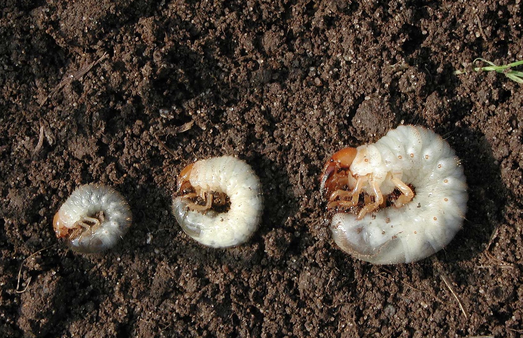 Raccoons Dig Grubs Hoosier Gardener