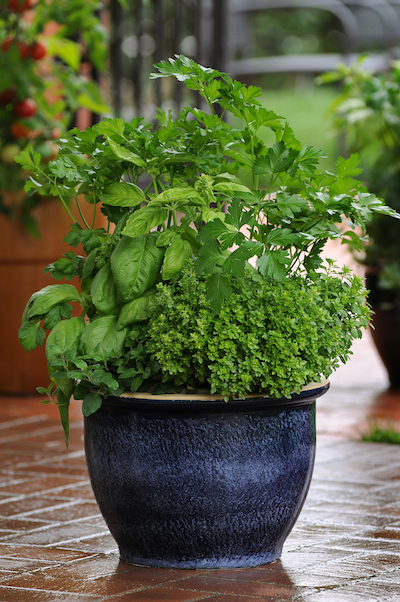 grow herbs in a container