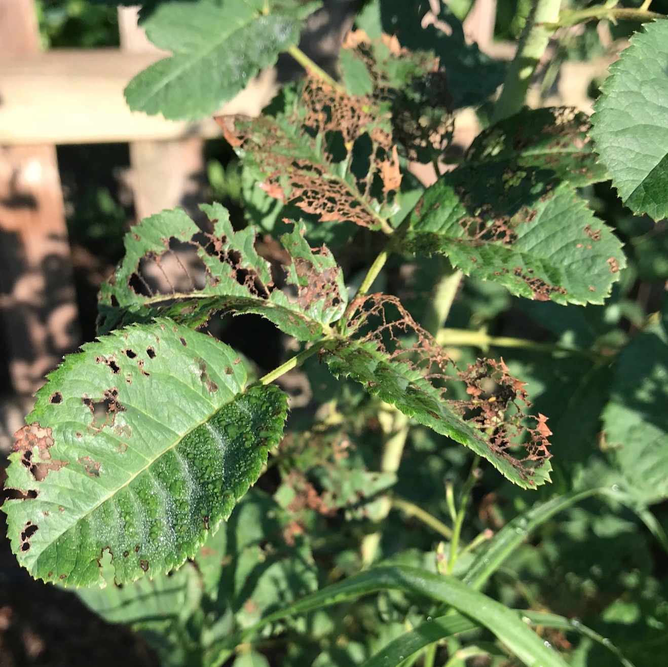 What to do when Japanese beetles arrive Hoosier Gardener