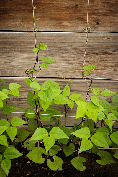 summer-sown green beans