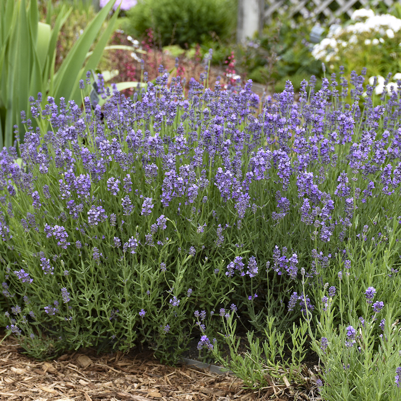 chicago botanic garden lavenders for midwest garden