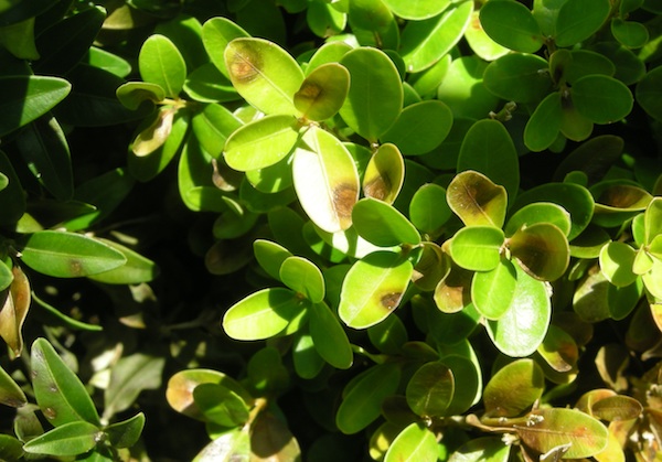 Boxwood blight spreads in Indiana.