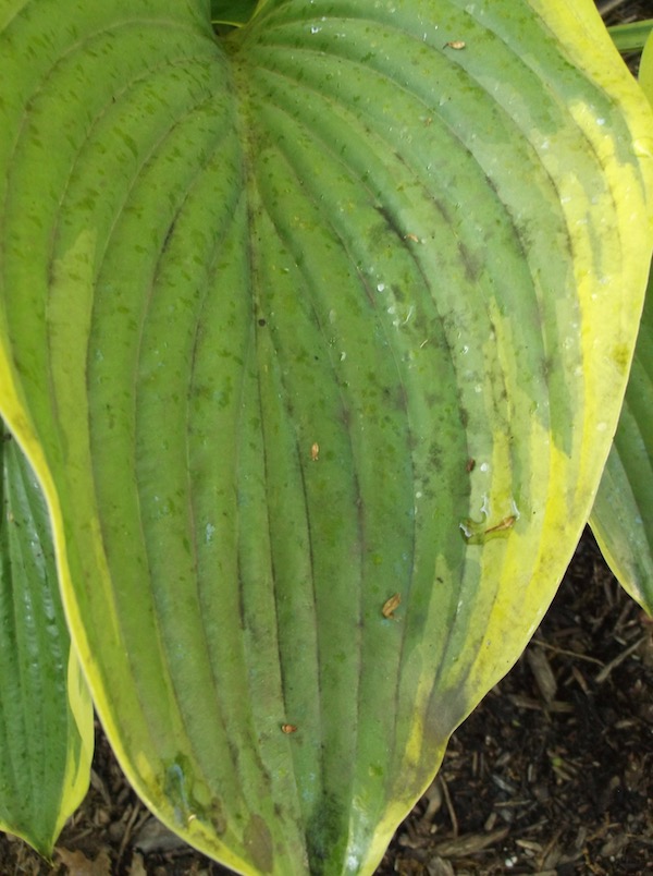 Scale honeydew forms gray mold on surfaces, including plants