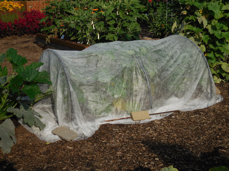 Protection from Squash Vine Borers in Indiana