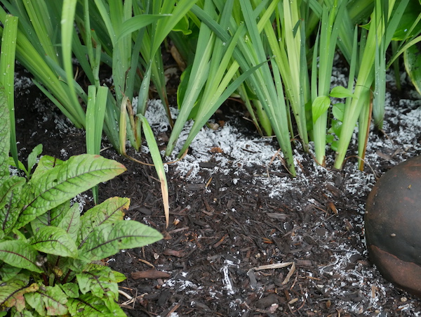 Fungus on mulch? Don't worry.
