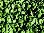 Sow spinach seeds for fall crop