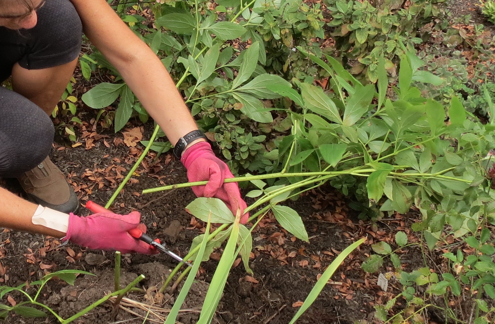 Transplant A Peony In Five Easy Steps Hoosier Gardener