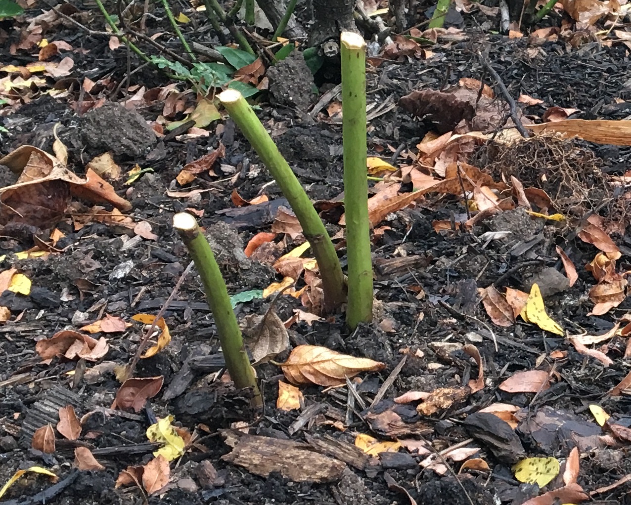 Transplant A Peony In Five Easy Steps - Hoosier Gardener