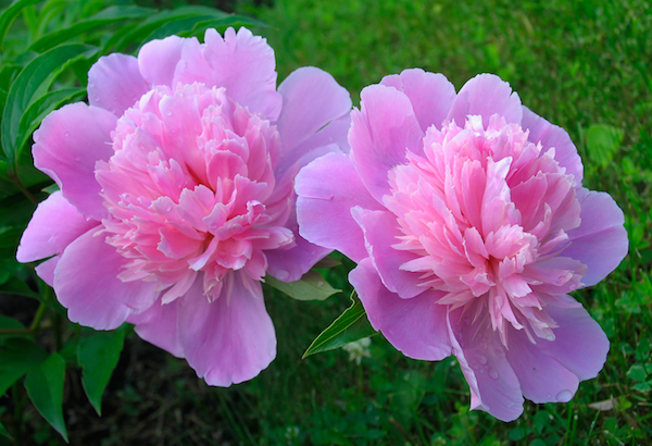 The best time to transplant peonies is in fall. Here's how to do it.