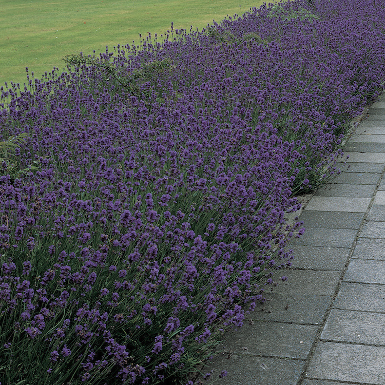Munstead lavender holds up well.