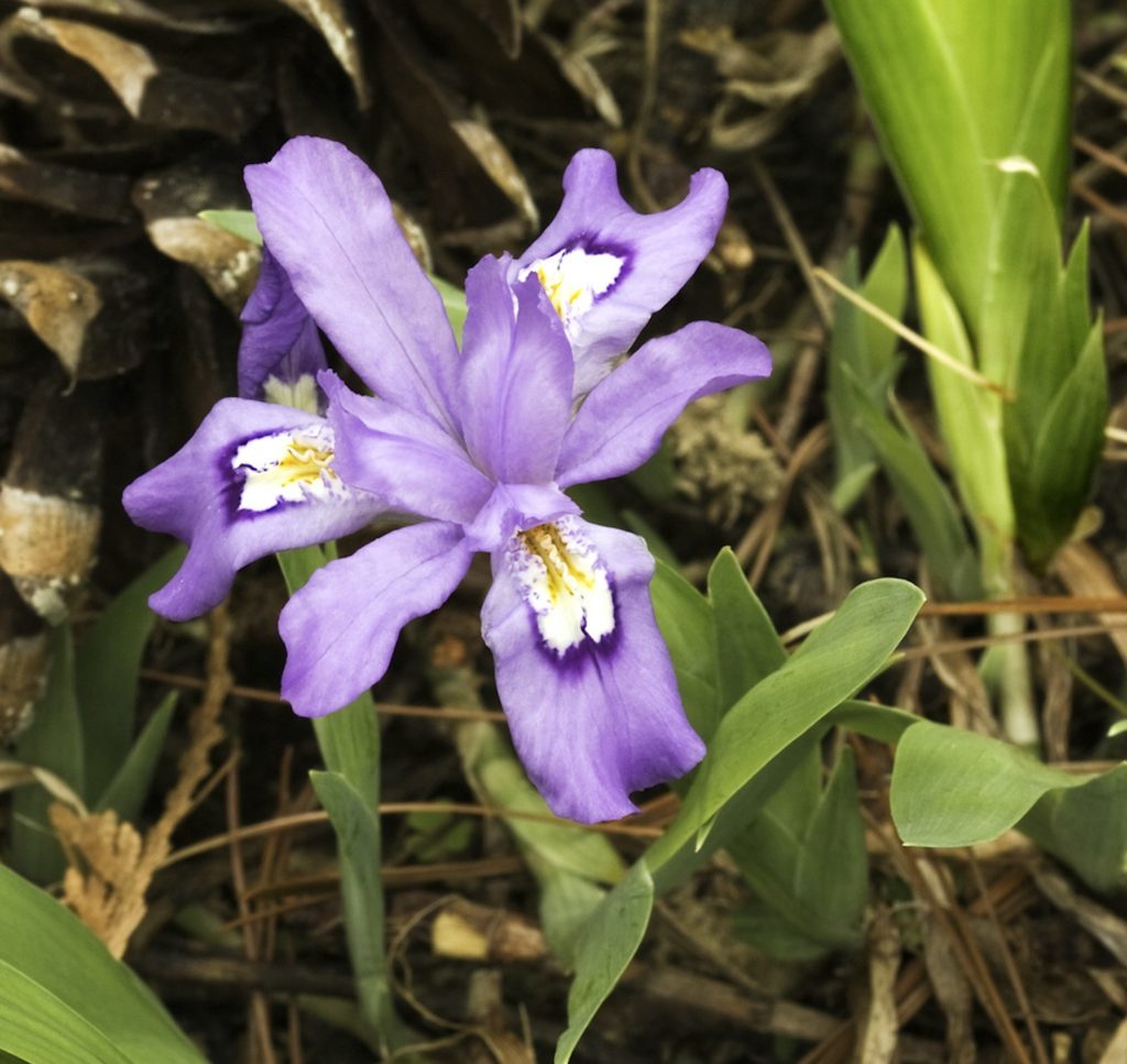Native crested iris