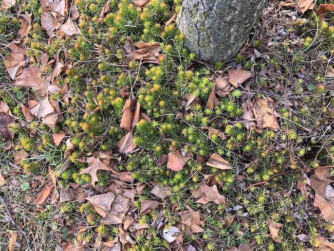 Angelina sedum is there all winter