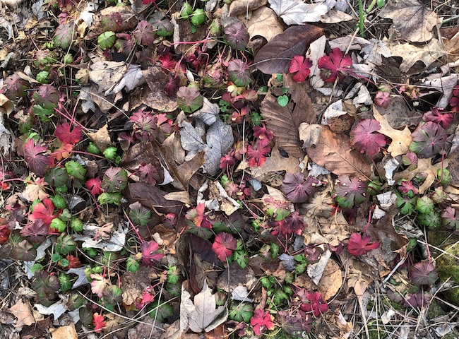 Biokova geranium leaves provide winter color.