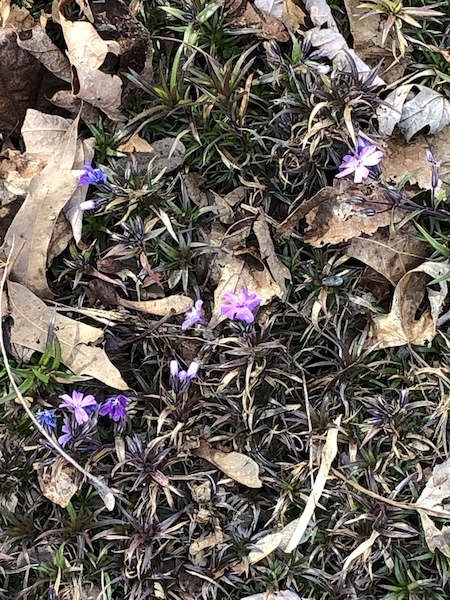 Creeping phlox blooms in January