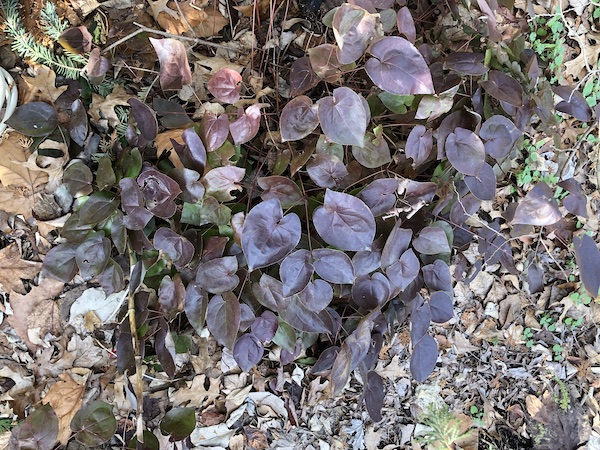 Epimedium in winter